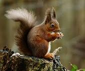 Don't be distracted by the squirrel